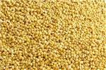 Yellow Millet